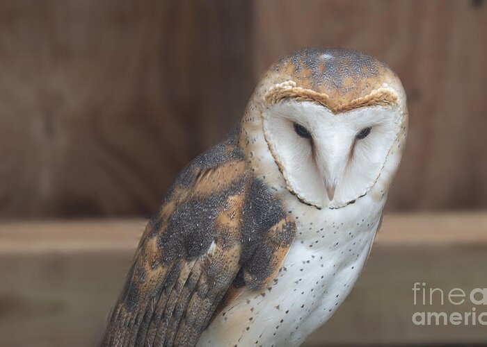 Barn Owl Greeting Card featuring the photograph Barn Owl at Moccasin Lake by L Bosco
