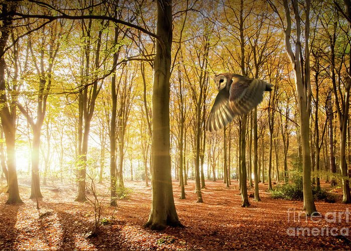 Autumn Greeting Card featuring the photograph Barn owl flying in autumn woodland by Simon Bratt