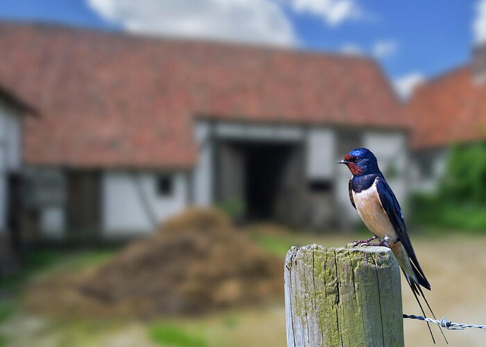 Barn Swallow Greeting Card featuring the photograph Barn Swallow at Farm by Arterra Picture Library