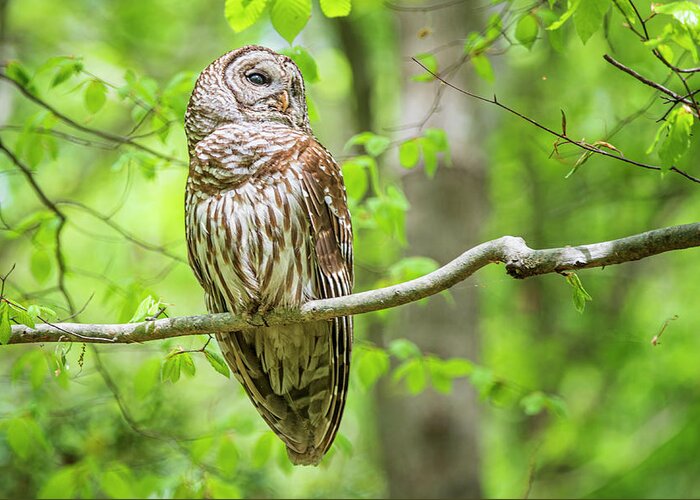 Strix Varia Greeting Card featuring the photograph Barred Owl at Cliffs of the Neuse by Bob Decker
