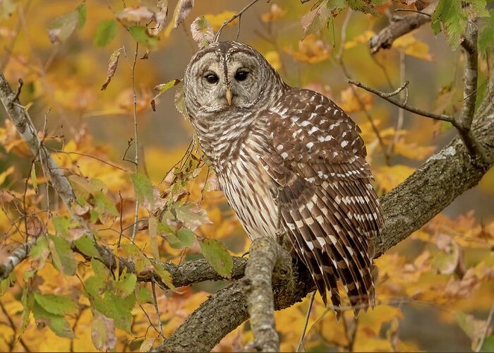 Fall Color Greeting Card featuring the photograph Barred Owl in Fall Color by Julie Barrick