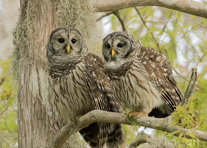 Ron Bielefeld Greeting Card featuring the photograph Barred Owl Pair by Ron Bielefeld