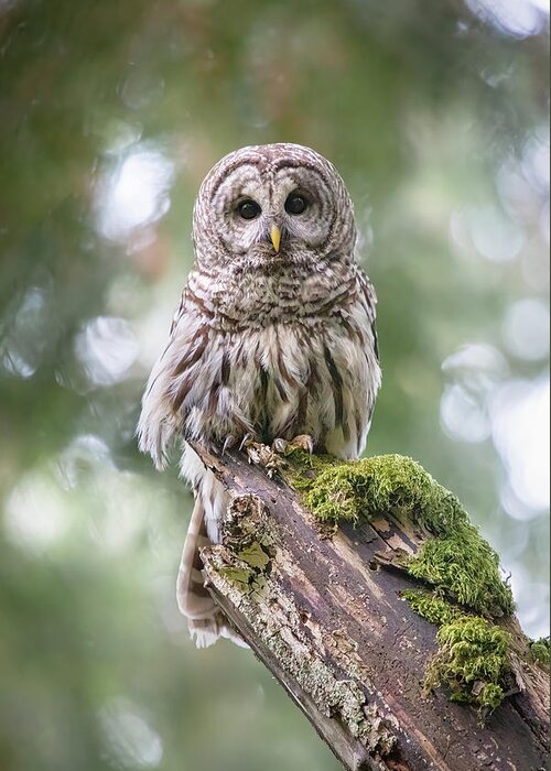 Barred Owl Greeting Card featuring the photograph Barred Owl Stare by Michael Rauwolf