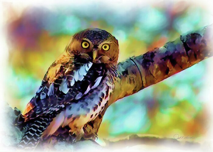 Owl Greeting Card featuring the painting Barred Owlet  by Joel Smith