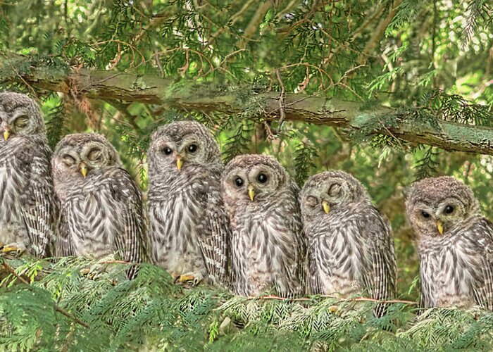 Owl Greeting Card featuring the photograph Barred Owlets Nursery by Jennie Marie Schell