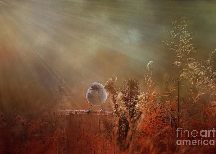 Wren Greeting Card featuring the photograph Bathed in Light by Elaine Teague