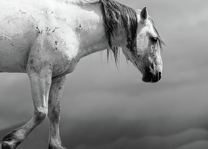 Wild Horses Greeting Card featuring the photograph Battle Worn by Mary Hone