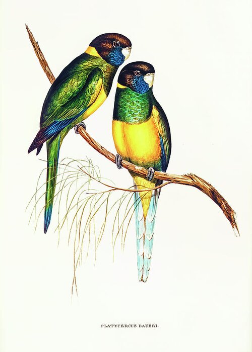 Illustration Greeting Card featuring the drawing Bauer's Parakeet by Elizabeth Gould