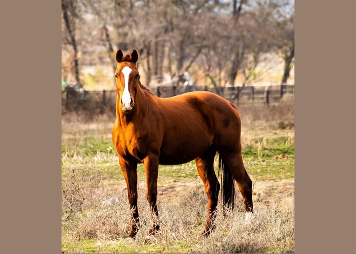 Horse Greeting Card featuring the photograph Bay Horse 2 by C Winslow Shafer