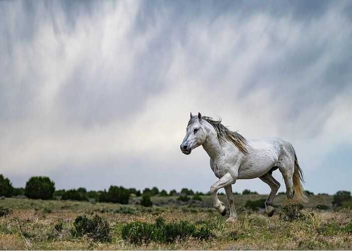 Wild Horse Greeting Card featuring the photograph Be the Thunder by Mary Hone