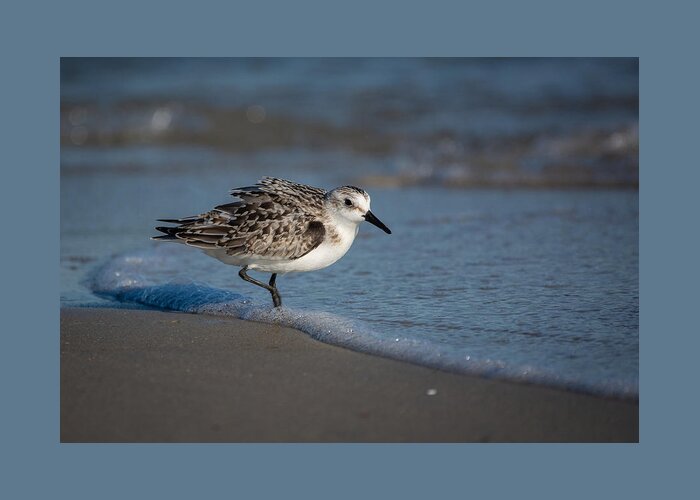 Bird Greeting Card featuring the photograph Beach Bully by Linda Bonaccorsi