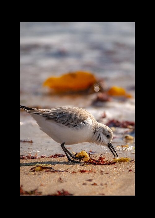 Shore Bird Greeting Card featuring the photograph Beach Salad by Linda Bonaccorsi