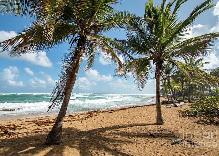 Piñones Greeting Card featuring the photograph Beach Waves and Palm Trees, Pinones, Puerto Rico by Beachtown Views