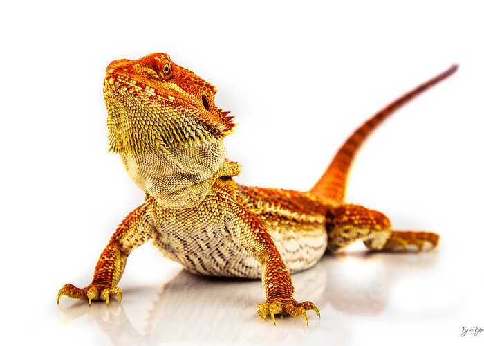 Bearded Dragon Greeting Card featuring the photograph Bearded Dragon on white by Bruce Block