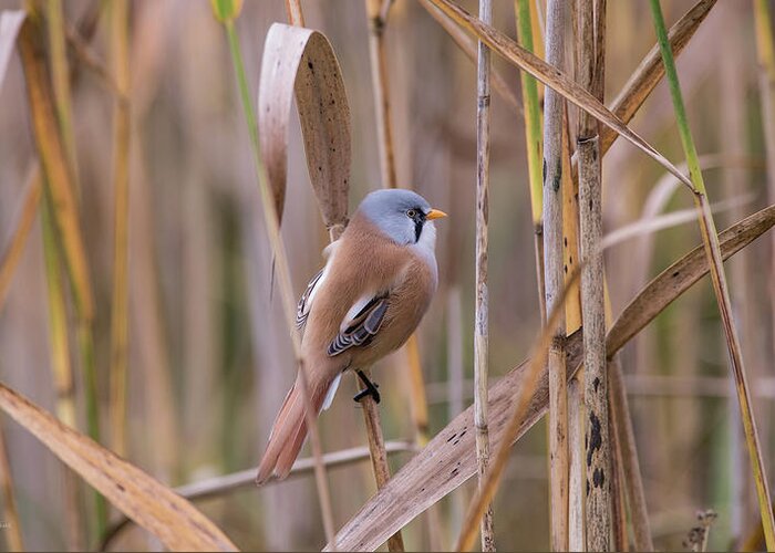 Bearded Reedling Greeting Card featuring the photograph Bearded Tits or Bearded Reedlings male on a straw by Torbjorn Swenelius