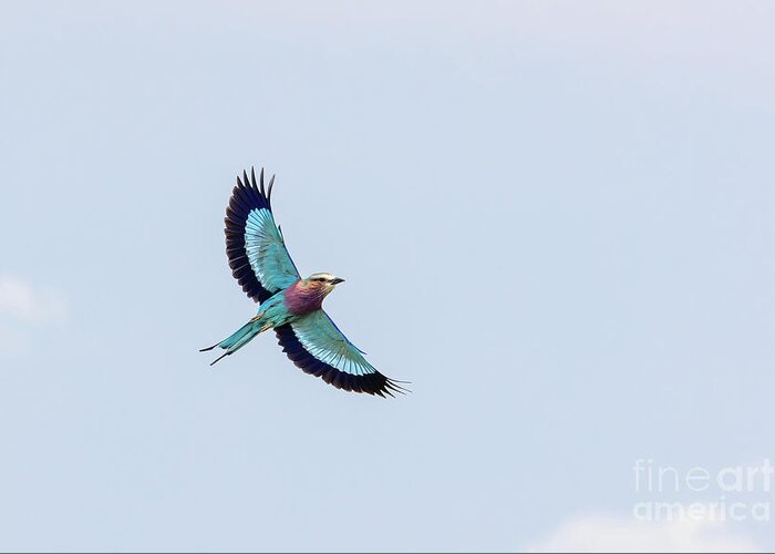Bird Greeting Card featuring the photograph Beautiful adult lilac-breasted roller, coracias caudatus, in fli by Jane Rix