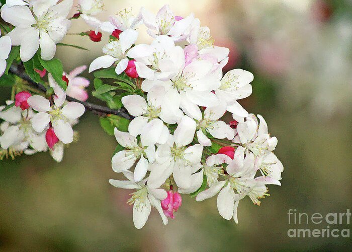 Apple Blossoms; Tree Blossoms; Flowers; Fruit Tree; Spring; Watercolor; Bokeh; Floral; Romantic; Peaceful; Dreamy; Close-up; Macro; Horizontal Greeting Card featuring the digital art Beautiful Apple Blossoms by Tina Uihlein