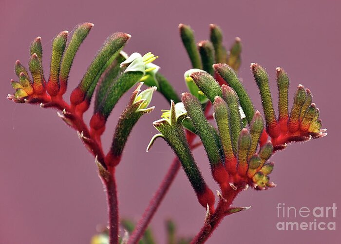 Kangaroo Paw Greeting Card featuring the photograph Beautiful close up of Australian red and green Kangaroo Paw flower, against a pink purple background by Milleflore Images