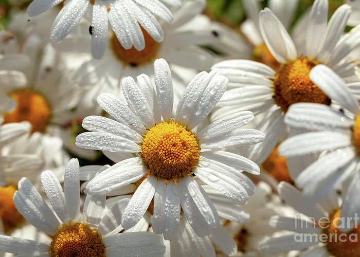 Daisies Greeting Card featuring the photograph Beautiful large wild daisies with water drops by Simon Bratt