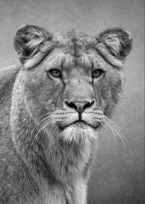 Lions Greeting Card featuring the digital art Beautiful lioness in black and white by Marjolein Van Middelkoop