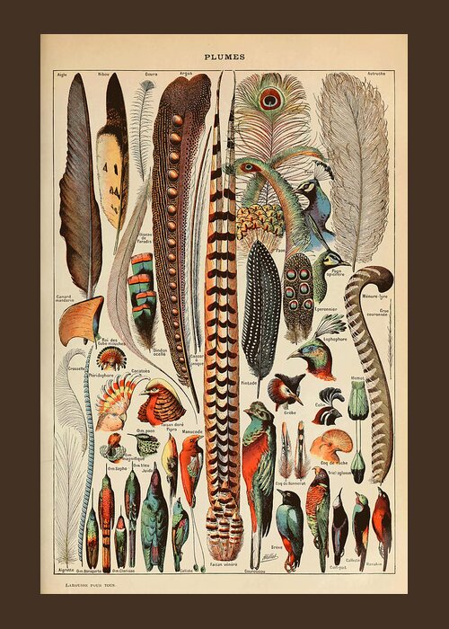 Feather Greeting Card featuring the drawing Beautiful vintage art print by artist Adolphe Millot of various birds and feathers by Adolphe Millot
