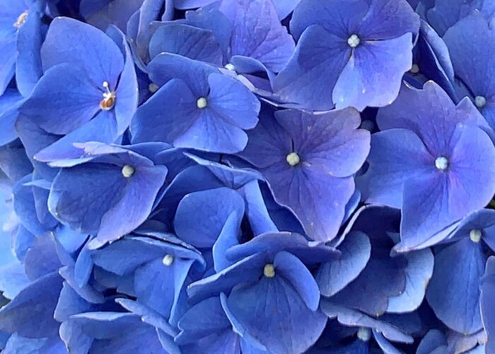 Flower Greeting Card featuring the photograph Beauty in Blue by Lee Darnell