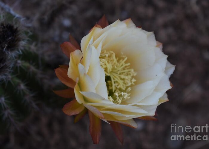 Cactus Flower Greeting Card featuring the digital art Beauty in Darkness by Yenni Harrison