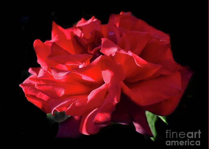 Nature Greeting Card featuring the photograph Beauty Of Dark Red Rose Grand Chateau II by Leonida Arte