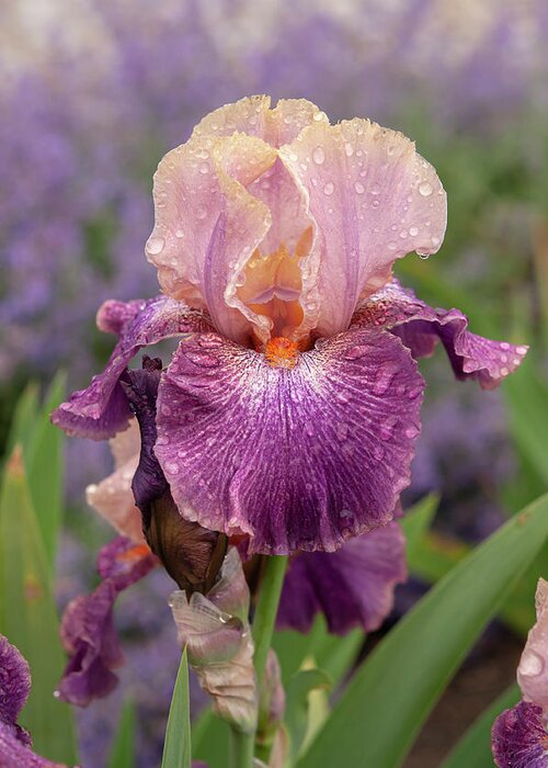 Jenny Rainbow Fine Art Photography Greeting Card featuring the photograph Beauty Of Irises - Adamas 2 by Jenny Rainbow