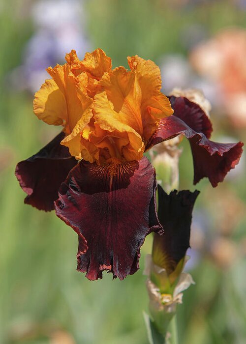 Jenny Rainbow Fine Art Photography Greeting Card featuring the photograph Beauty Of Irises. Supreme Sultan 7 by Jenny Rainbow
