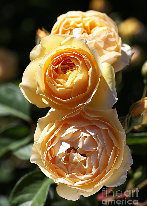 Floribunda Rose Greeting Card featuring the photograph Beauty Of The Rose by Joy Watson