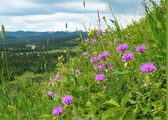 Mountain Greeting Card featuring the photograph Bee Balm in a mountain meadow by Phil And Karen Rispin