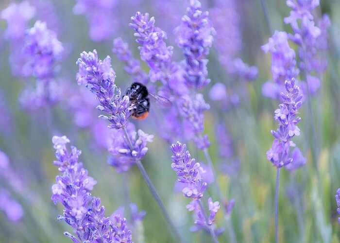 Lavender Greeting Card featuring the photograph Bee buzzing in the lavender by Andrew Lalchan