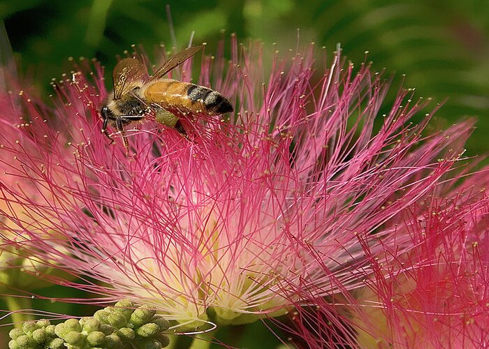 Photograph Greeting Card featuring the photograph Bee on Mimosa Flower by Beverly Read