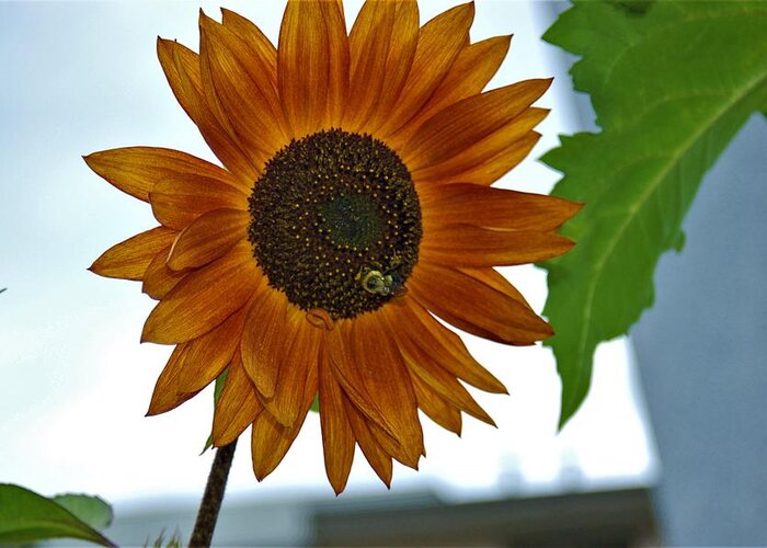 Orange Greeting Card featuring the photograph Bee on Sunflower by James Cousineau