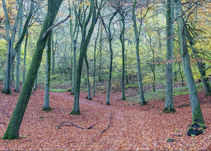 Autumn Greeting Card featuring the photograph Beech Woodland, Cotswolds, England, UK by Sarah Howard