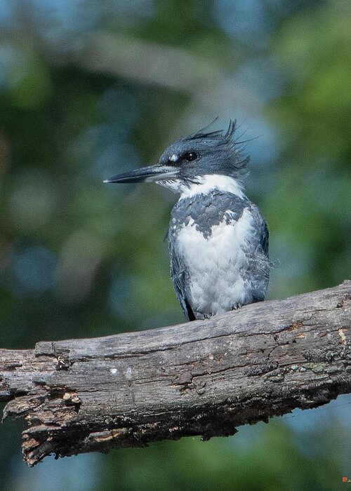 Nature Greeting Card featuring the photograph Belted Kingfisher DSB0380 by Gerry Gantt