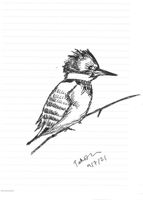 Bird Greeting Card featuring the drawing Belted Kingfisher by Tahmina Watson