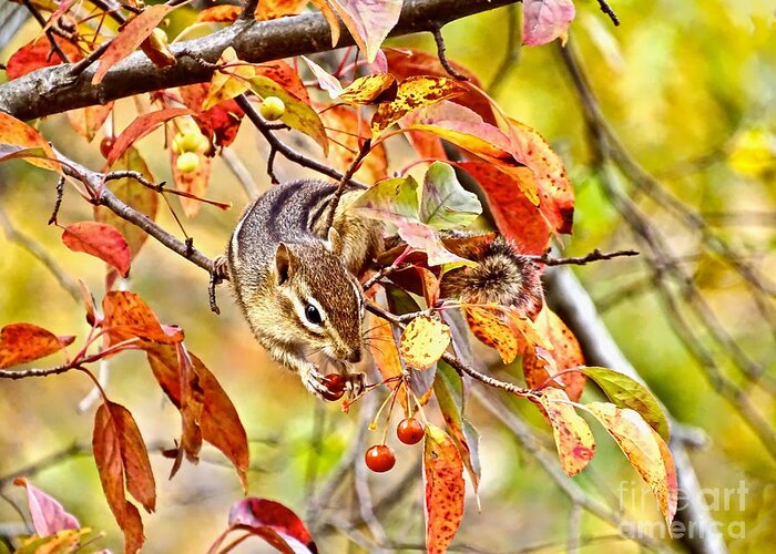 Chipmunk Greeting Card featuring the photograph Berry Treat by Beth Myer Photography