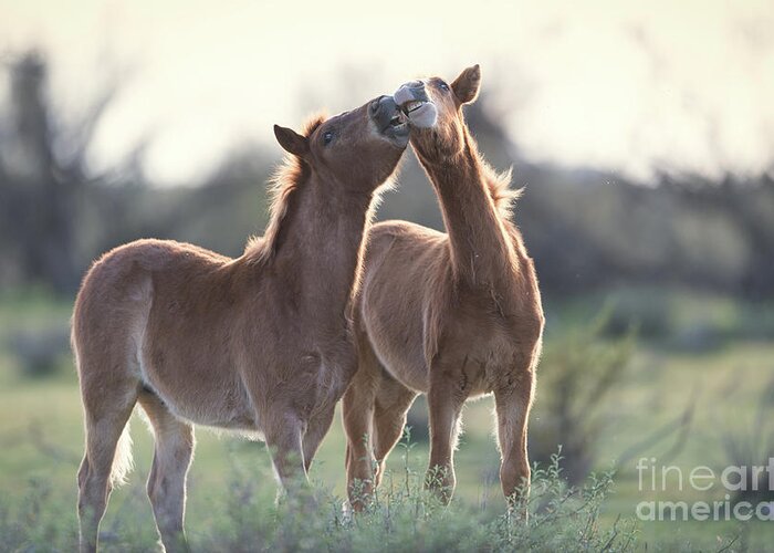Foals Greeting Card featuring the photograph Best Buds by Shannon Hastings