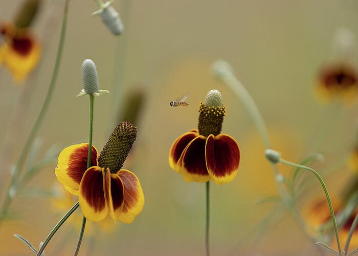 Insect Greeting Card featuring the photograph Between Flowers by Deon Grandon