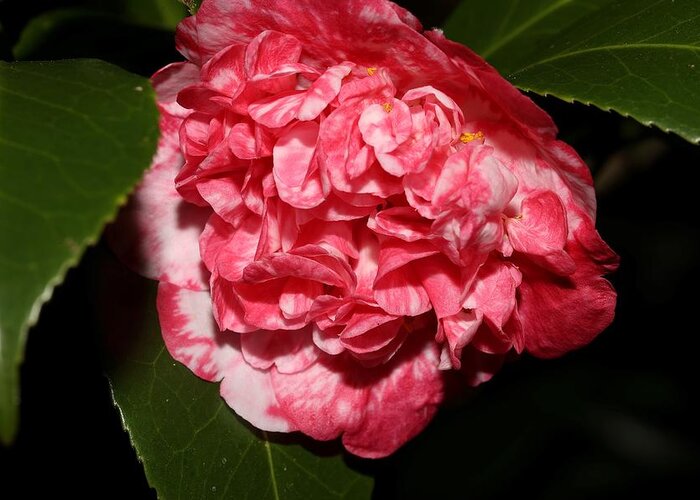 Camellia Greeting Card featuring the photograph Bi-Color Camellia VIII by Mingming Jiang