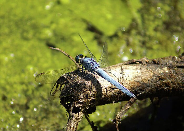 Dragonfly Greeting Card featuring the photograph Big Blue 1 by Cameron Wood
