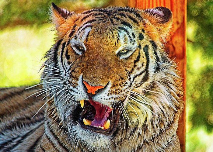Animal Greeting Card featuring the photograph Big Cat Yawning by David Desautel