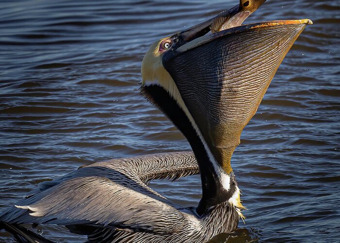 Pelican Greeting Card featuring the photograph Big Gulp by JASawyer Imaging