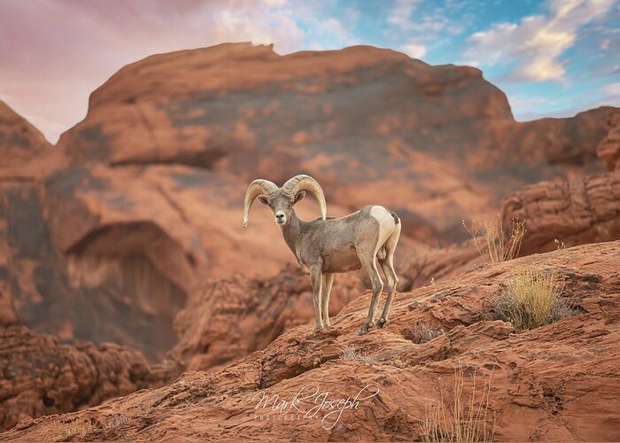 Big Horn Sheep Greeting Card featuring the photograph Big Horn by Mark Joseph
