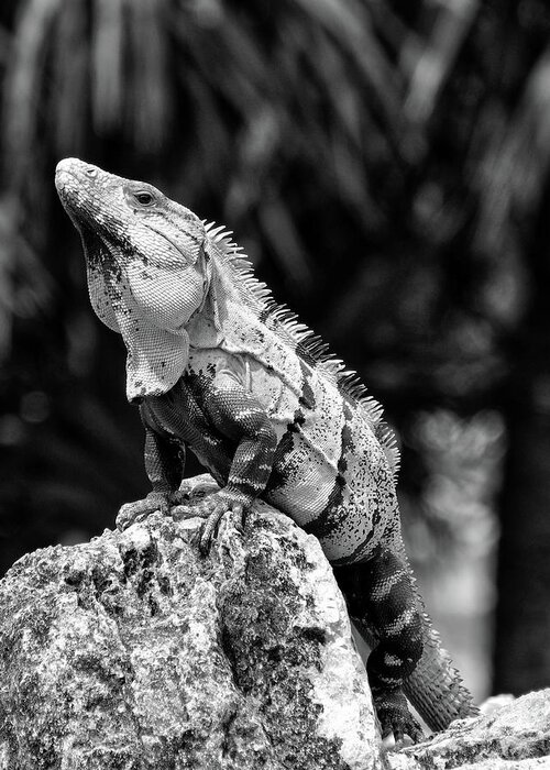 Iguana Greeting Card featuring the photograph Big Lizard in My Backyard by Brad Barton