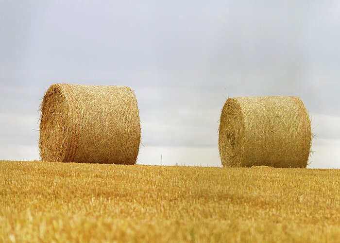 Bale Greeting Card featuring the photograph Big round bales of straw in a field after harvest by Elenarts - Elena Duvernay photo