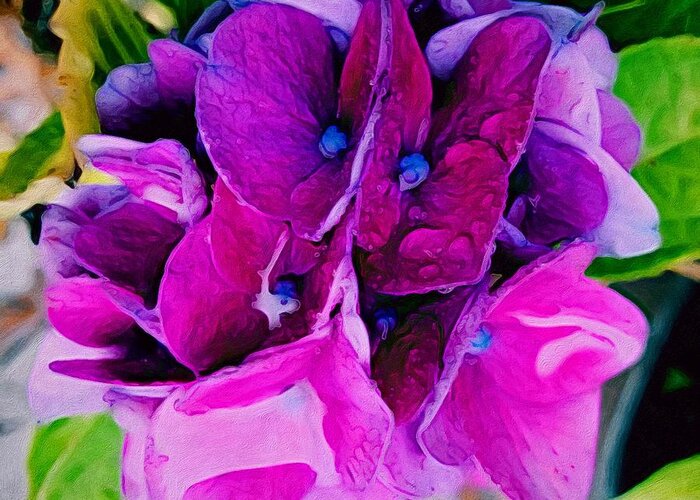 Brushstroke Greeting Card featuring the photograph Bigleaf Hydrangea Flowers by Jori Reijonen