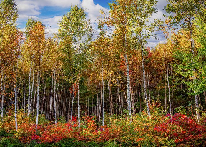 Maine Birch Trees Greeting Card featuring the photograph Birch trees turn to gold by Jeff Folger
